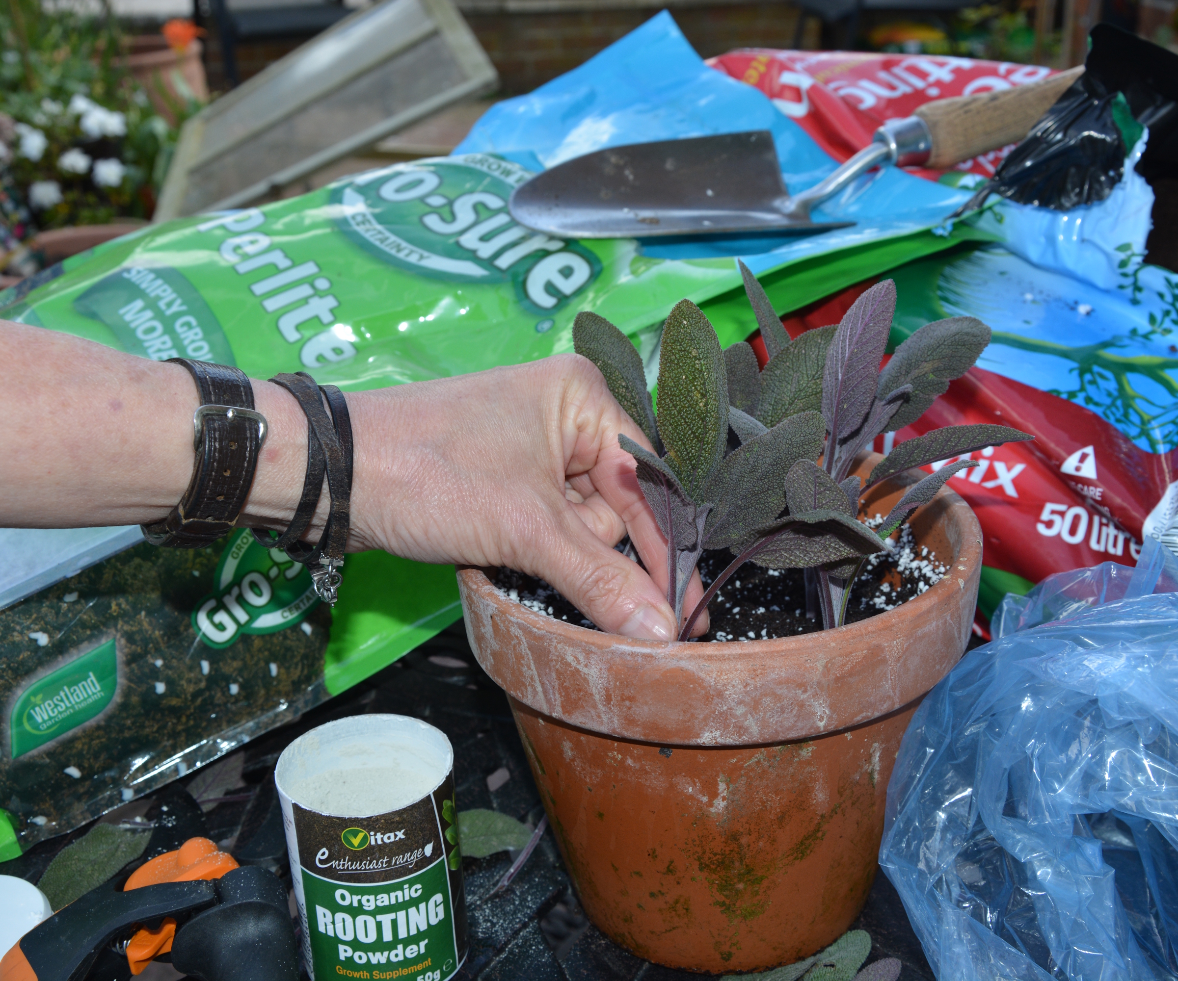 Un jardinier empote des boutures de salvia dans un pot en terre cuite entouré de compost et d'autres matériaux de jardinage