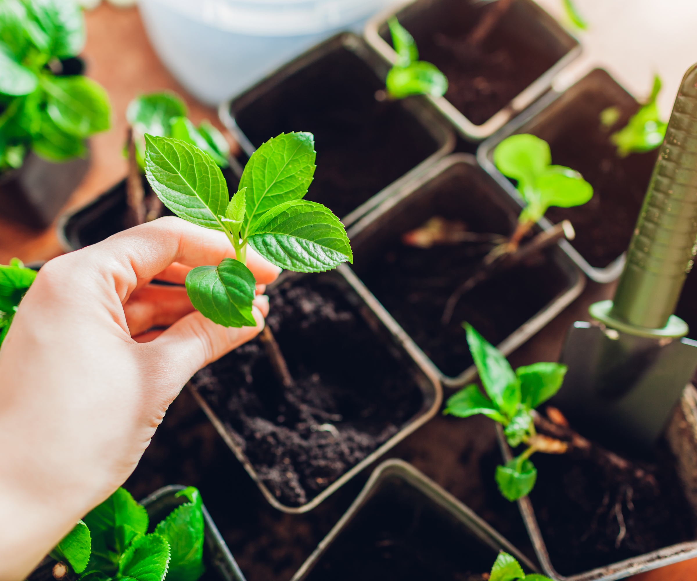 Un jardinier met en pot des boutures d'hortensia à grandes feuilles dans des pots remplis de compost
