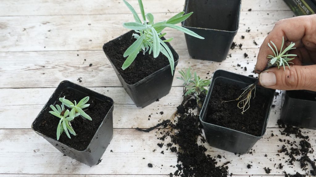 Juillet est le moment idéal pour propager vos plantes préférées – et remplir votre jardin gratuitement en 2027 Juillet est le moment idéal pour propager vos plantes préférées – et remplir votre jardin gratuitement en 2027