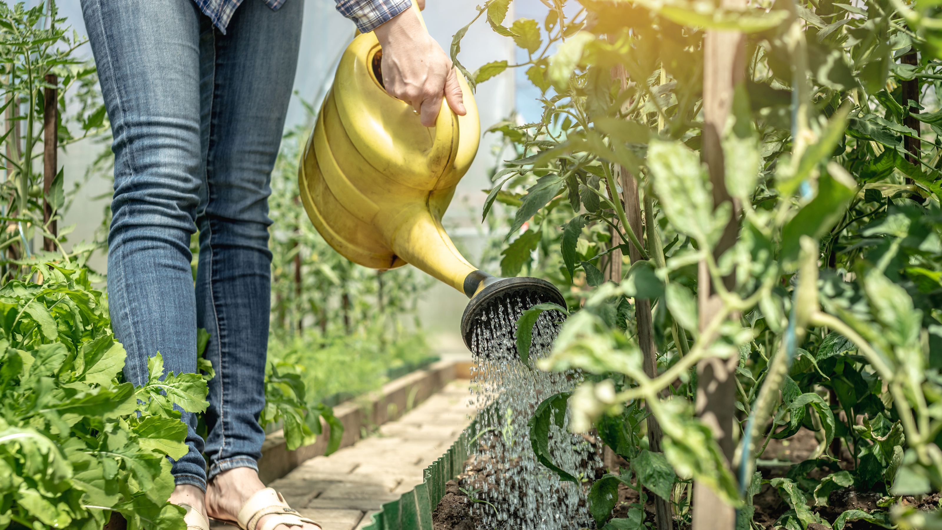 Un jardinier arrose des plants de tomates dans une serre avec un arrosoir