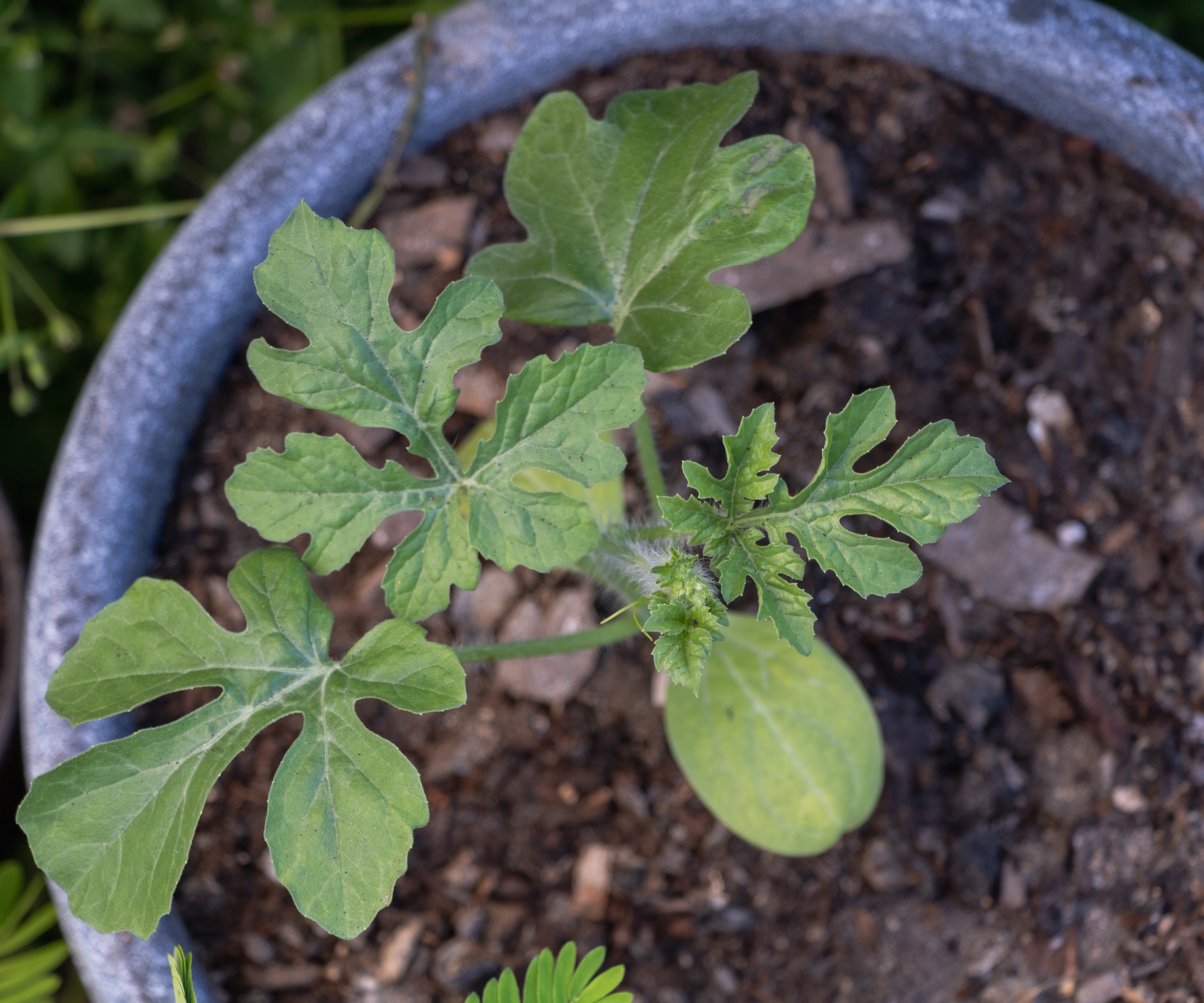 Une jeune plante de pastèque pousse dans un grand pot bleu