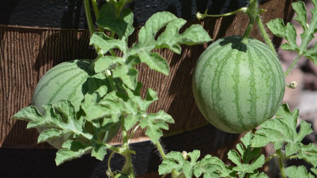 Comment faire pousser de la pastèque en pot – 8 conseils pour obtenir des fruits sucrés et juteux dans de petits espaces