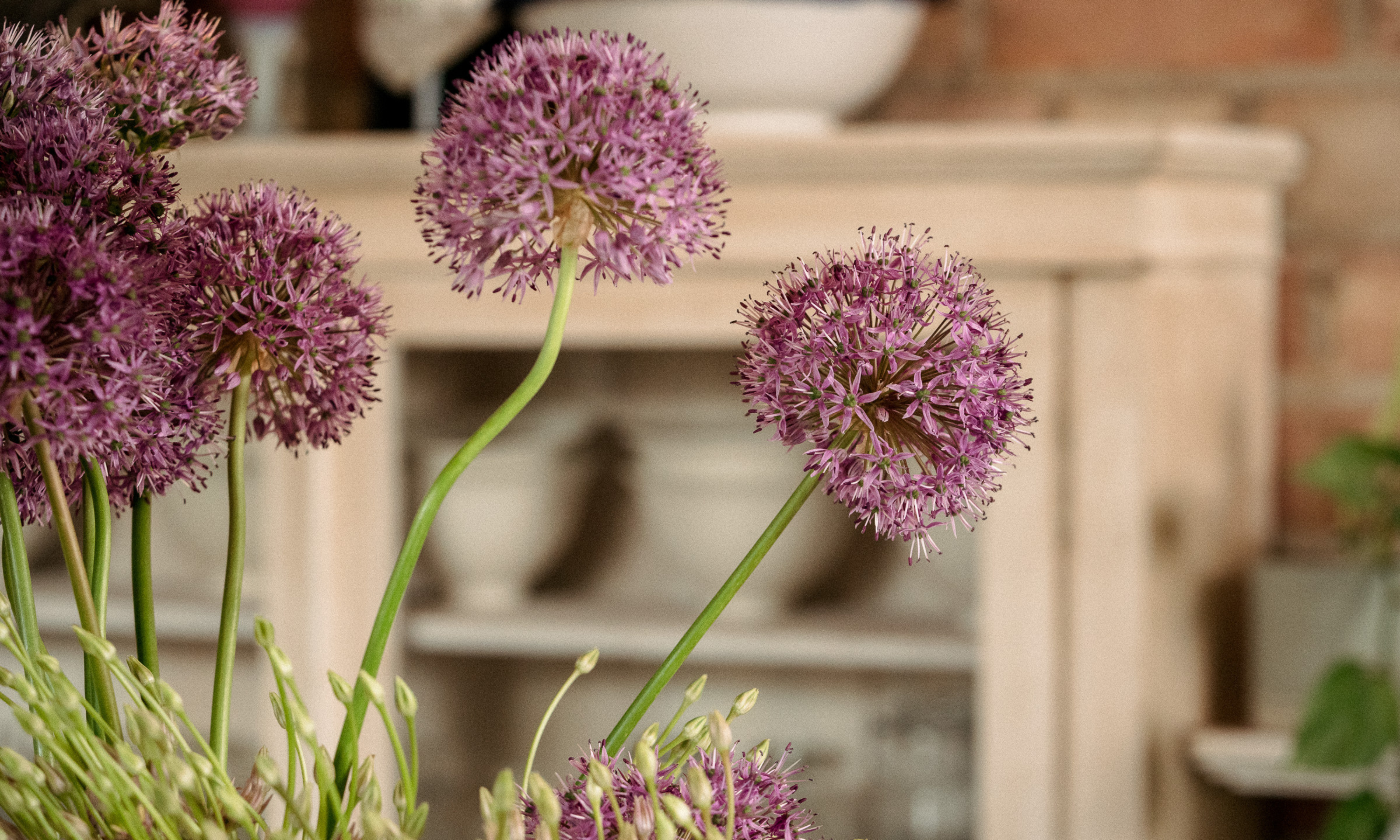 Gros plan de fleurs d'allium globe devant une armoire en bois pâle