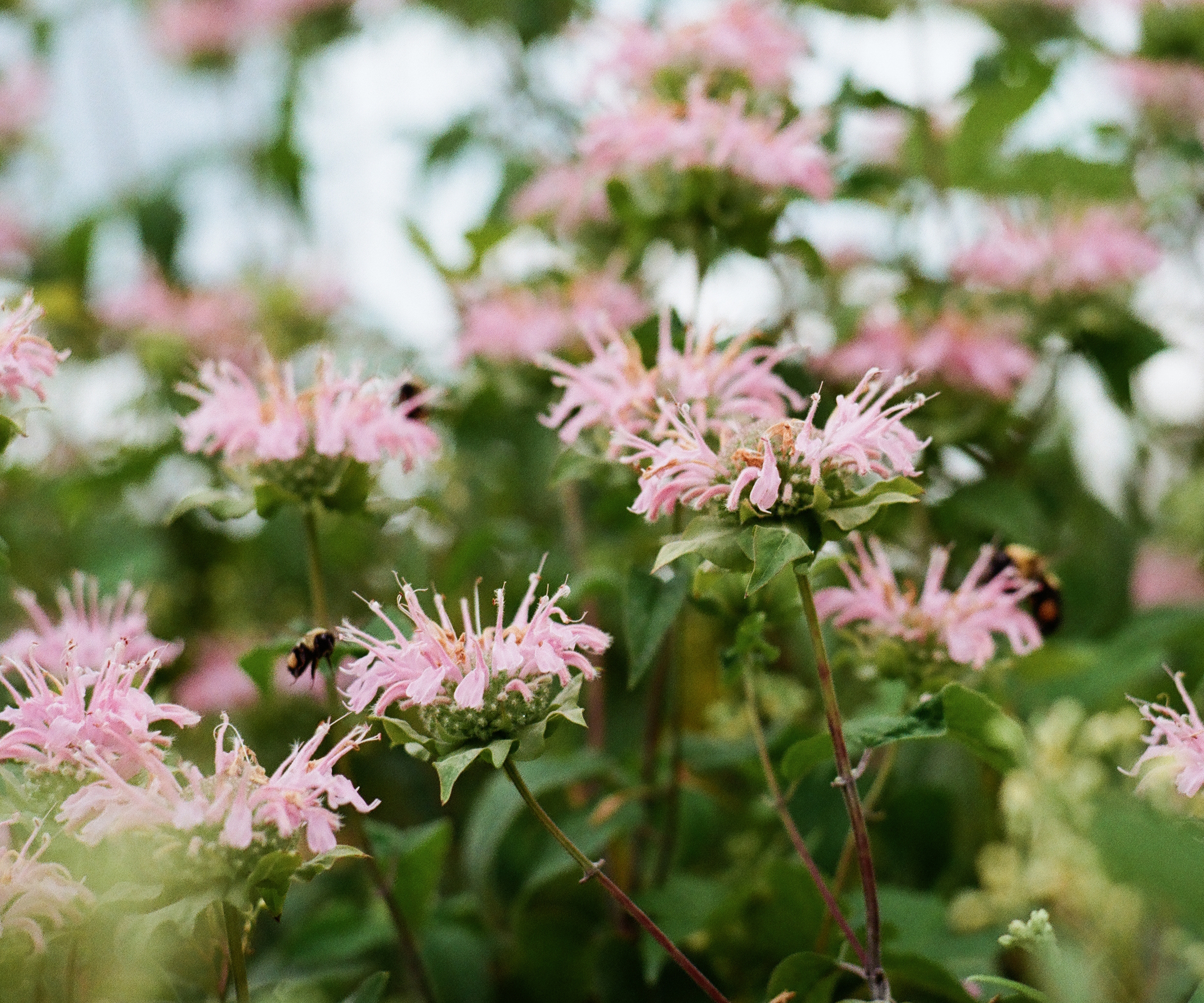 Les fleurs roses de la bergamote sauvage (Monarda fistulosa) de près