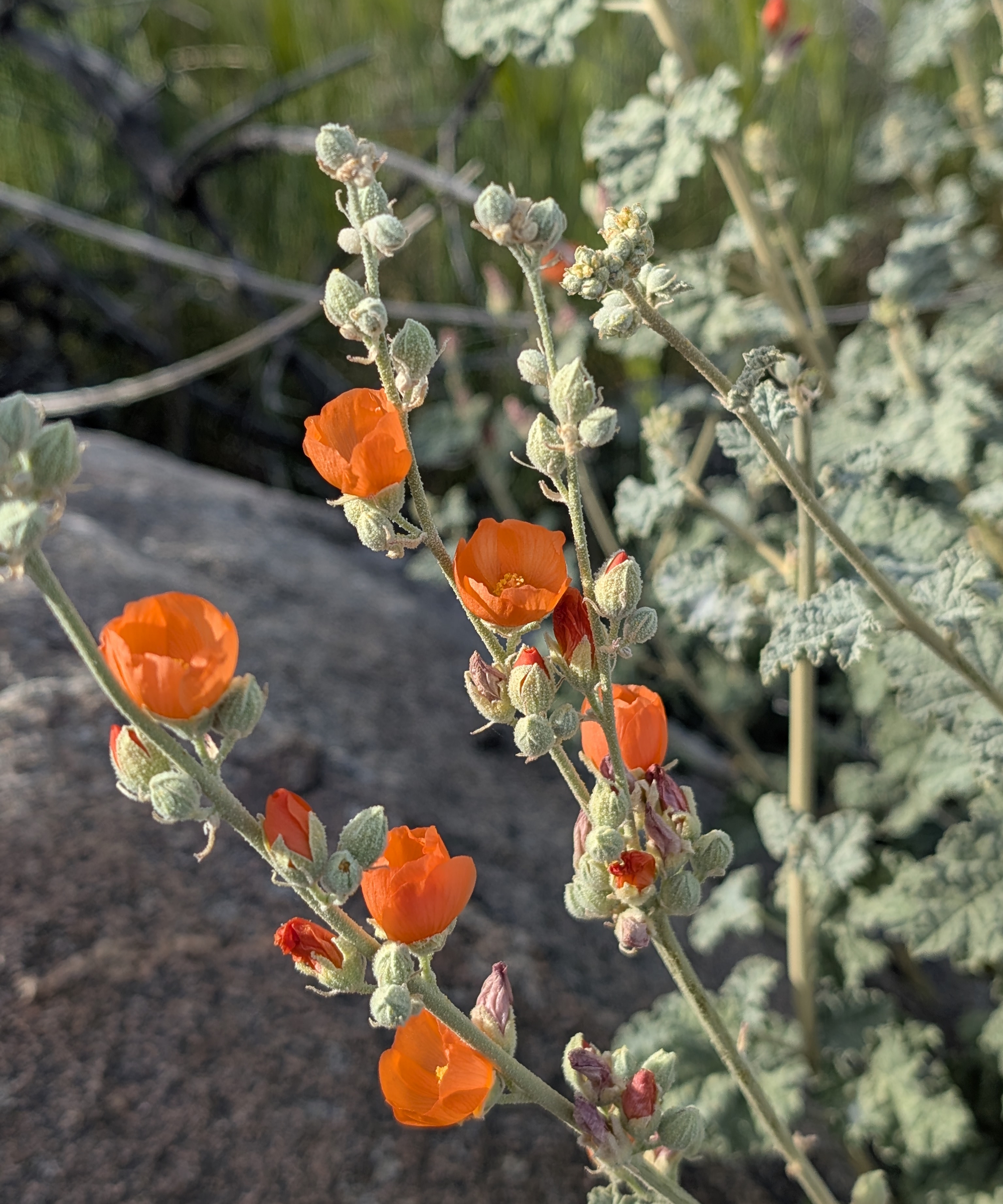 Les fleurs orange vif et les tiges gris-argent de la mauve du désert