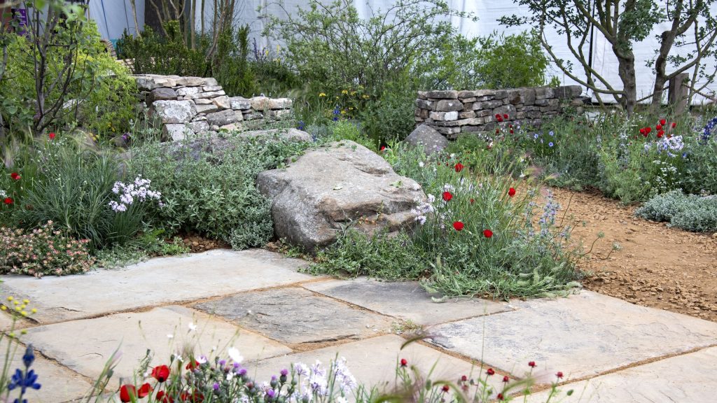 Plantes vivaces qui ne semblent pas remarquer une vague de chaleur – Ces 7 plantes ne sont pas perturbées par les pics de température