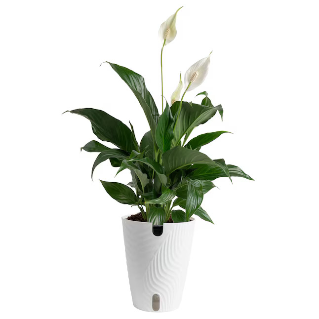 Plante de lis de la paix de Lowe's