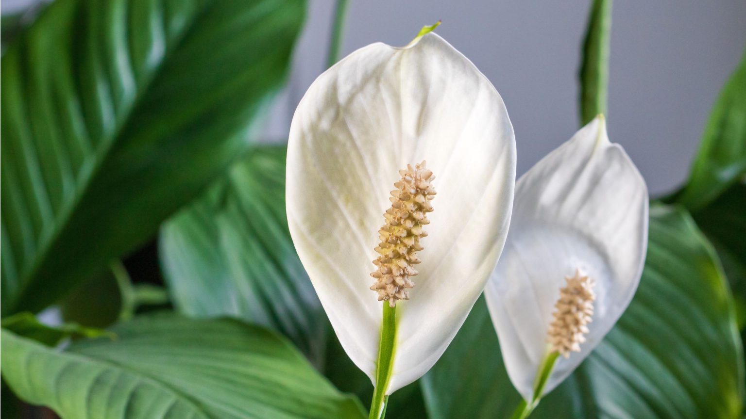 Que faire de votre lis de la paix en juillet – 5 choses pour encourager plus de fleurs et un feuillage encore plus brillant Que faire de votre lis de la paix en juillet – 5 choses pour encourager plus de fleurs et un feuillage encore plus brillant