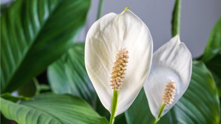 Que faire de votre lis de la paix en juillet – 5 choses pour encourager plus de fleurs et un feuillage encore plus brillant