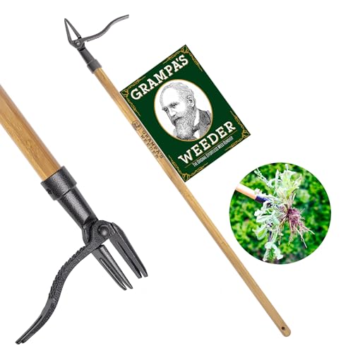 Grampa's Weeder - L'outil original d'extraction des mauvaises herbes avec long manche - Fabriqué avec du vrai bambou et du vrai bambou Conception de tête en acier à 4 griffes-enlevez facilement les mauvaises herbes sans vous pencher, tirer ou vous agenouiller.