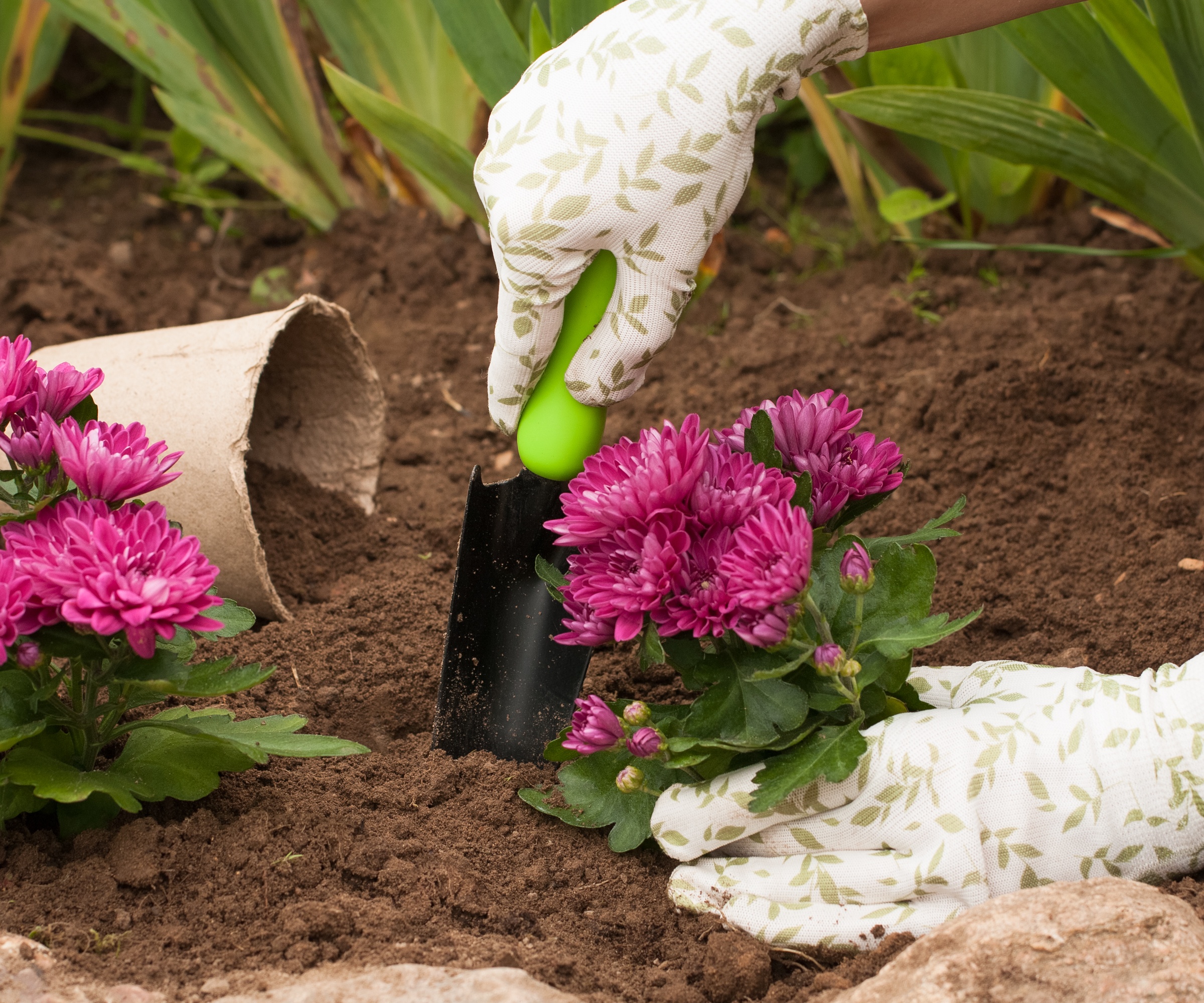 Mains gantées plantant un chrysanthème à fleurs roses dans le sol