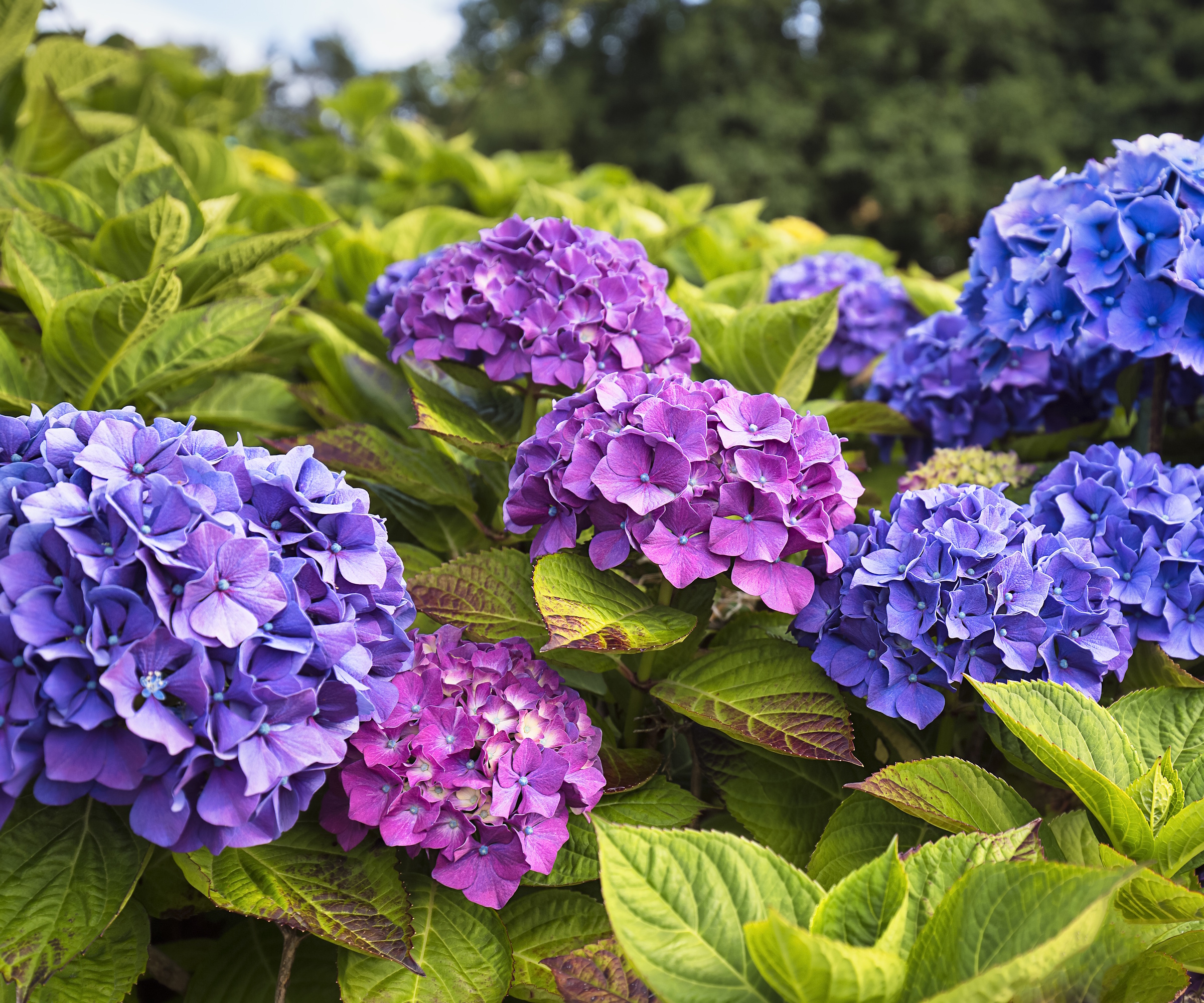 Hortensia à grandes feuilles aux fleurs violettes et bleues