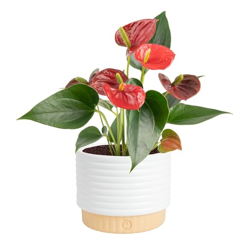 Costa Farms Anthurium, plante vivante en forme de flamant rose dans un pot décoratif, plante d'intérieur à fleurs purifiant l'air, décoration de maison, de chambre ou de bureau, pendaison de crémaillère ou cadeau d'anniversaire, 25,4 à 35,6 cm de haut
