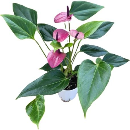Anthurium Purple Andraeanum – Plante d'intérieur exquise avec des fleurs durables et un feuillage et un feuillage luxuriants. Fleurs violettes brillantes - Plante d'intérieur facile d'entretien - Vendeur CA - Plante purificatrice d'air (petite plante, pot de 4