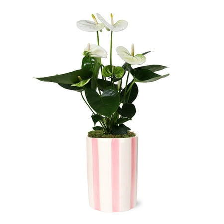Anthurium blanc 14-18