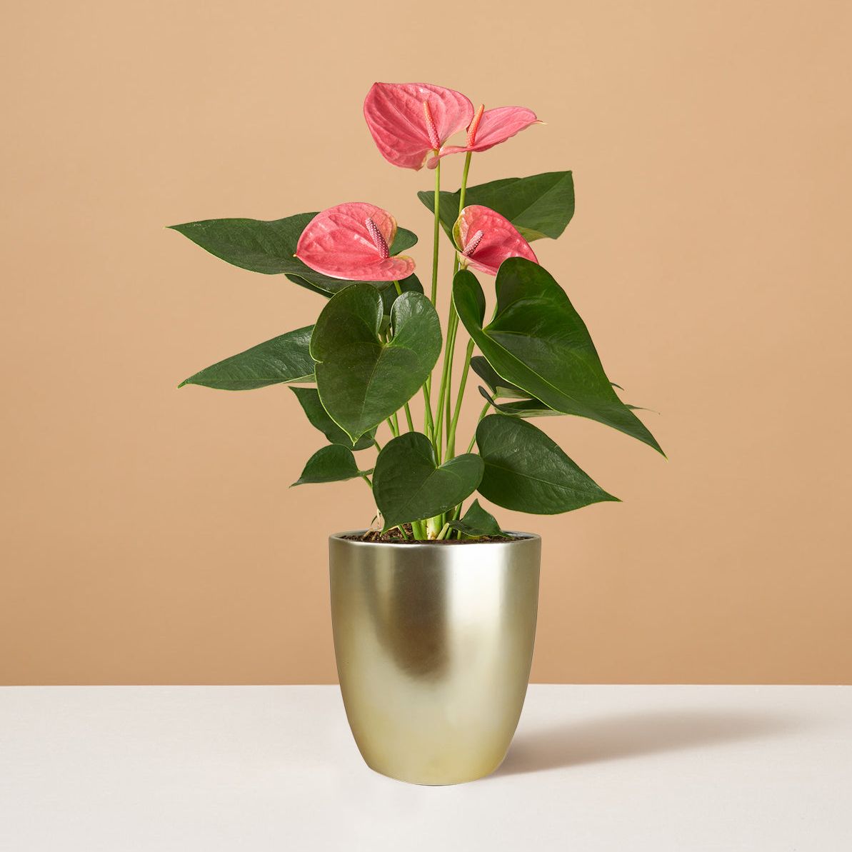 Anthurium rose