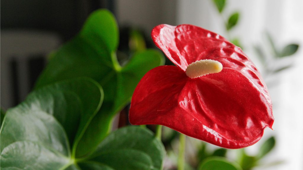 Oubliez les orchidées difficiles – Cette plante d’intérieur à fleurs audacieuses fleurit pendant des mois et est beaucoup plus facile à cultiver