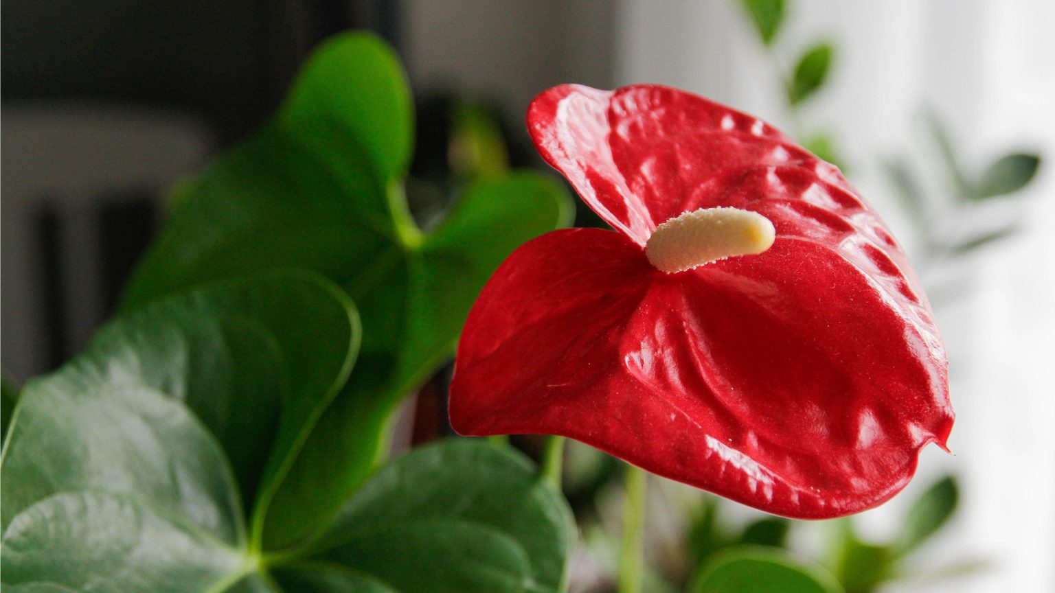 Oubliez les orchidées difficiles – Cette plante d’intérieur à fleurs audacieuses fleurit pendant des mois et est beaucoup plus facile à cultiver Oubliez les orchidées difficiles – Cette plante d’intérieur à fleurs audacieuses fleurit pendant des mois et est beaucoup plus facile à cultiver