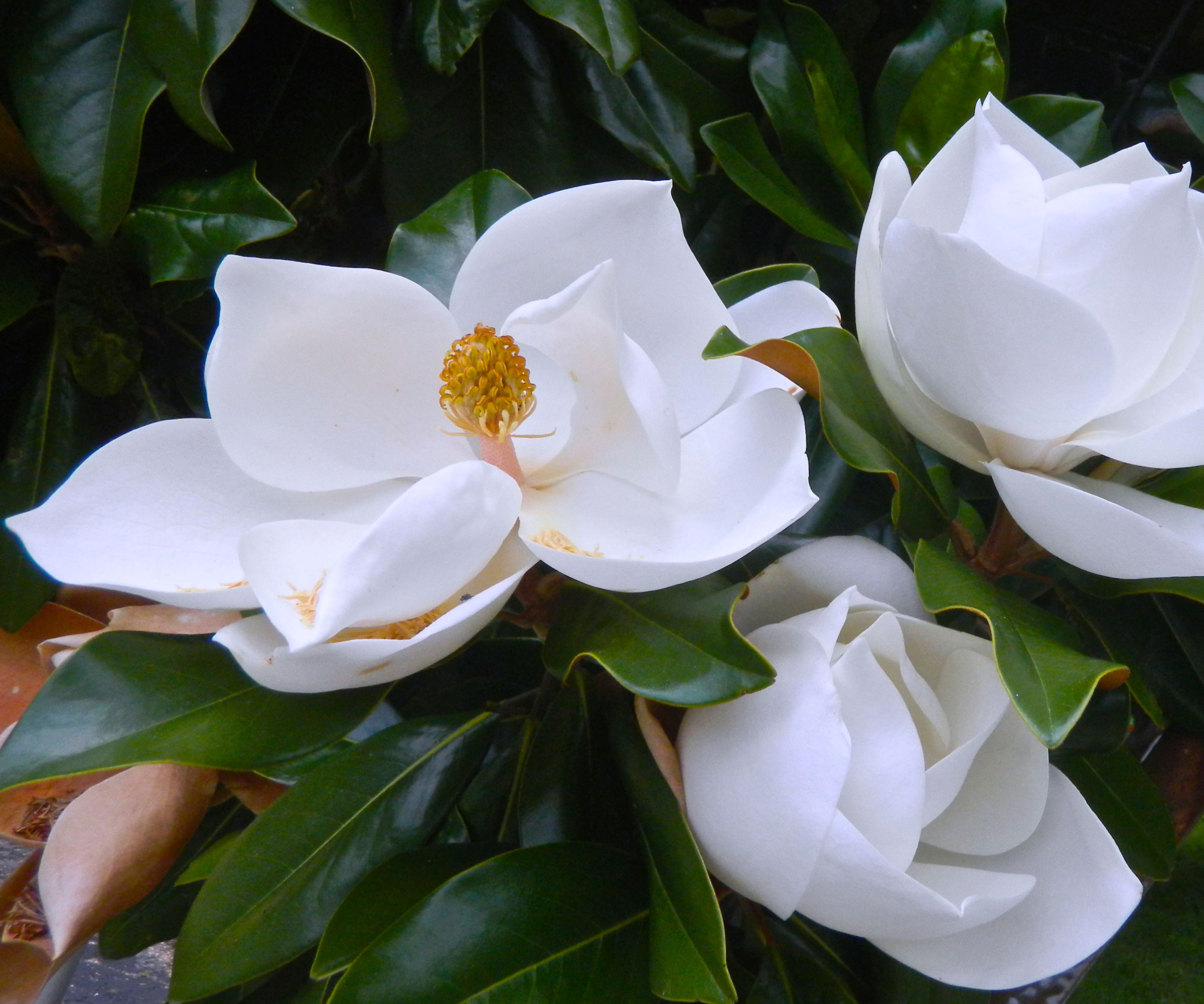 fleurs blanches de l'arbre Magnolia grandiflora 'Little Gem'