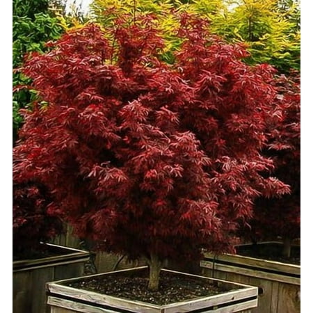 Érable japonais nain Shaina - Plante vivante - ( 2,5 Qt )