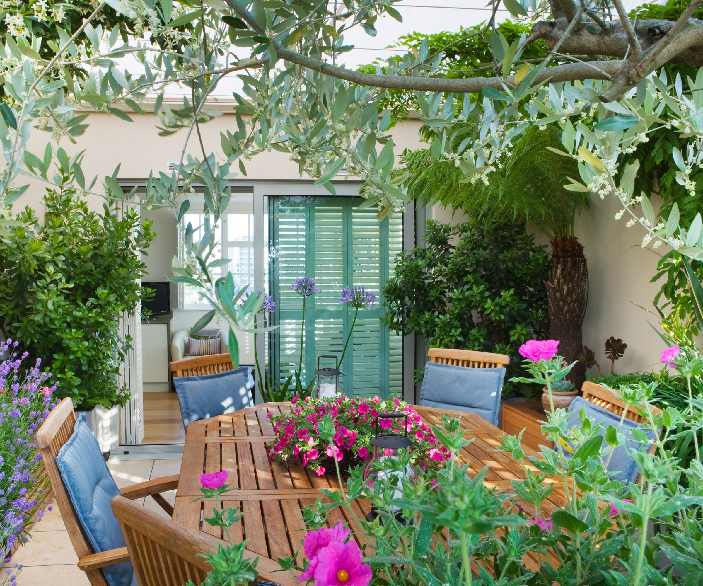 cour-jardin avec olivier, salon de jardin, fleurs et plantes