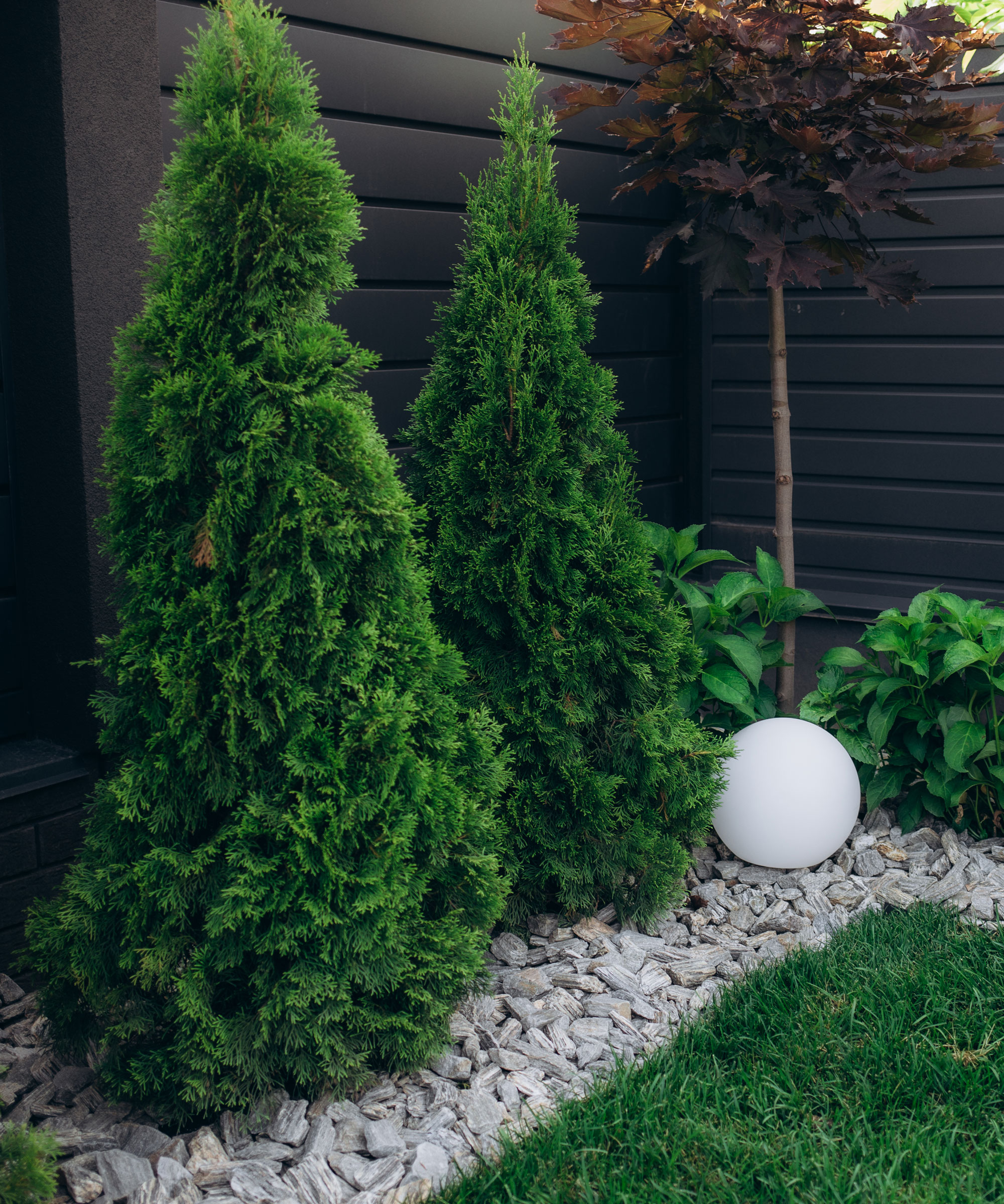 Arbres arborvitae américains vert émeraude dans un jardin avec clôture noire, lumière de jardin et aménagement paysager de galets