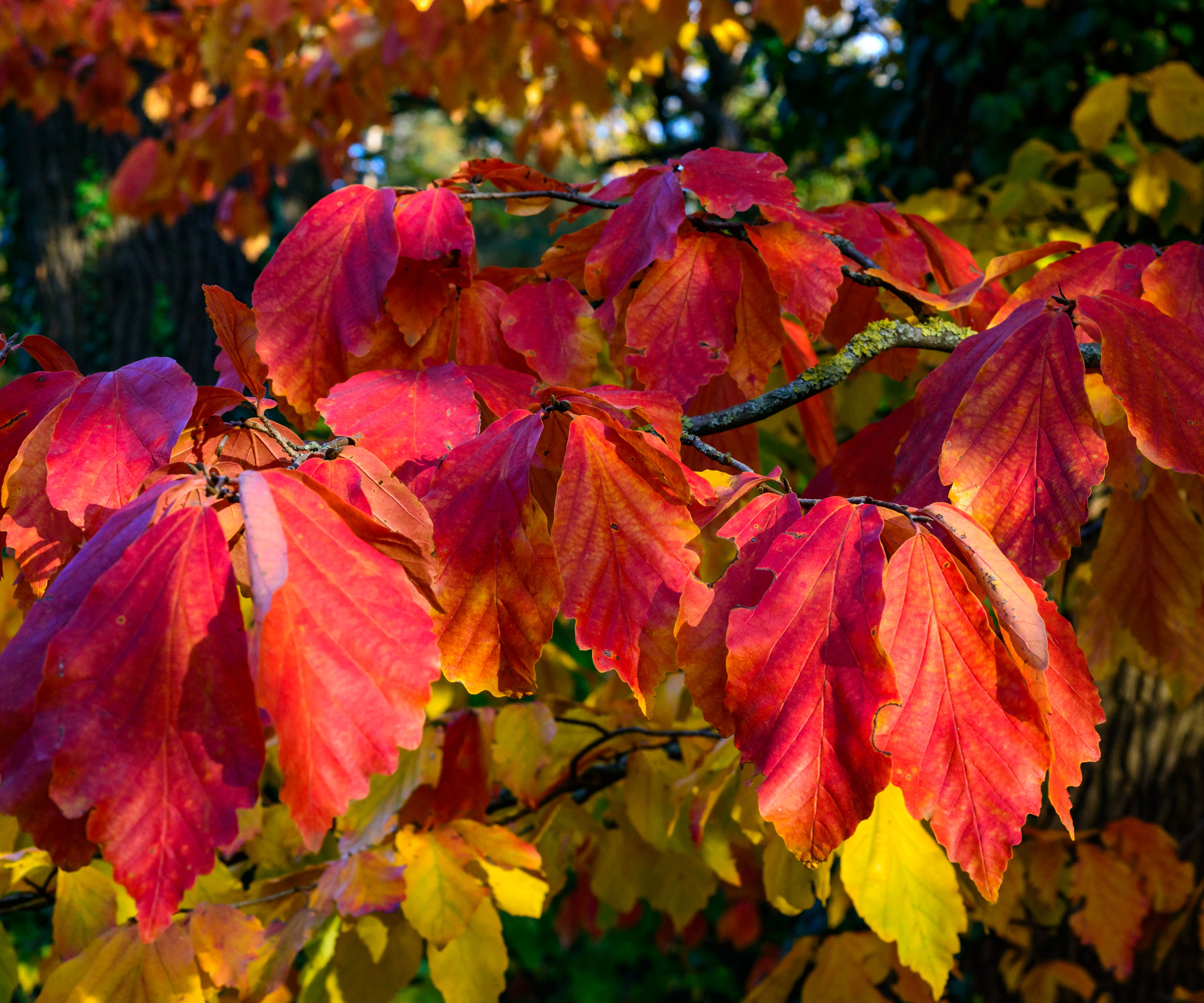 feuilles rouges de Parrotia persica 'Bella' arbre