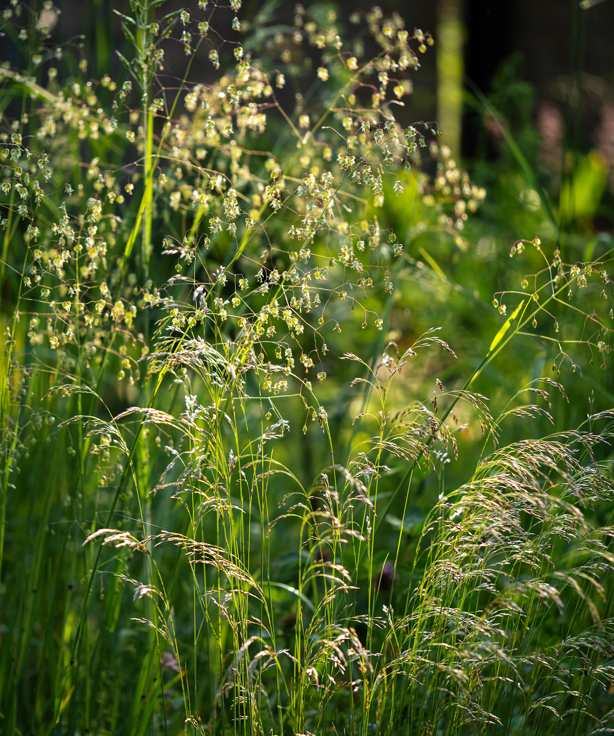 Herbe tremblante à floraison estivale, Briza media