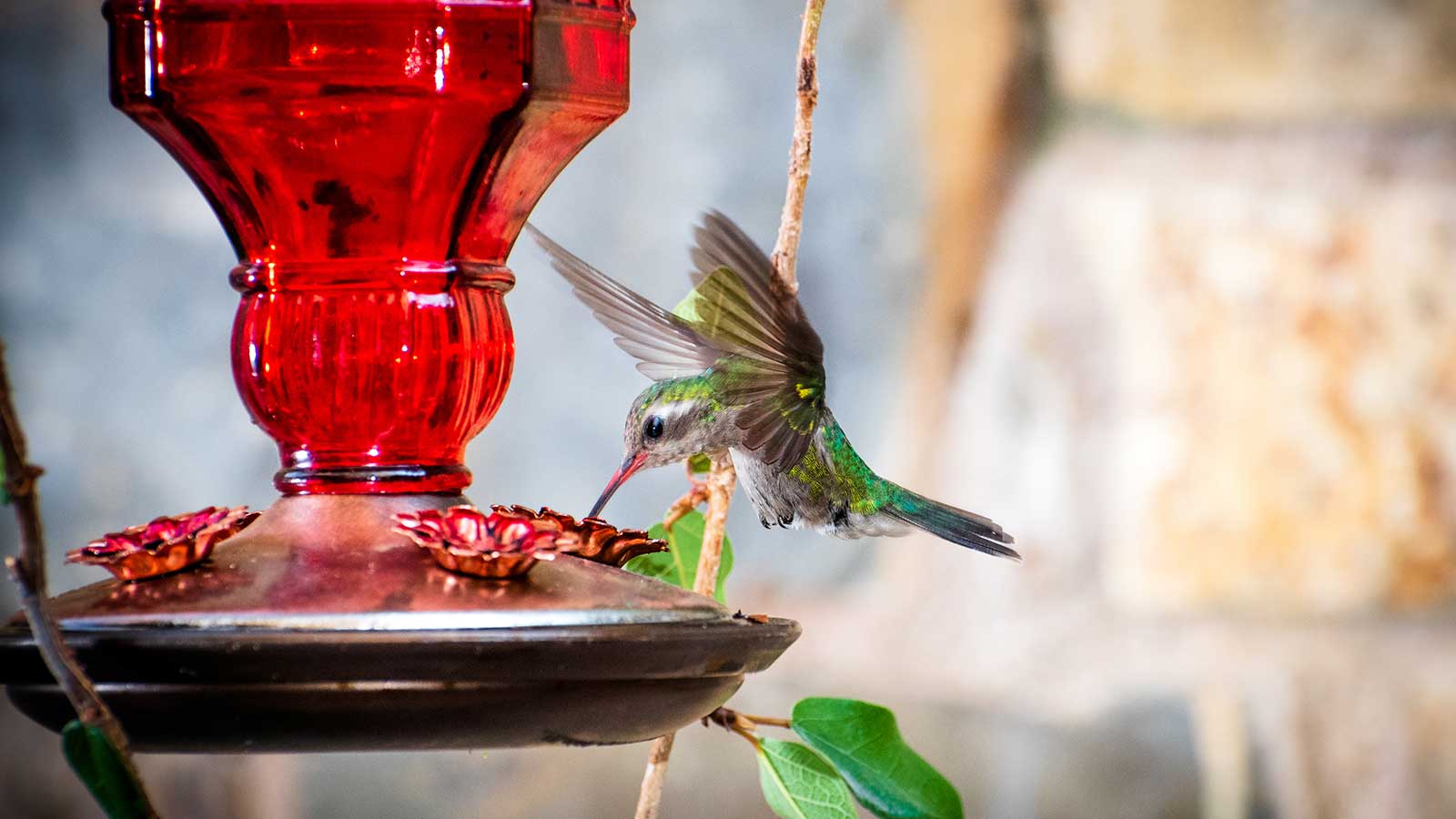 colibri sur mangeoire rouge