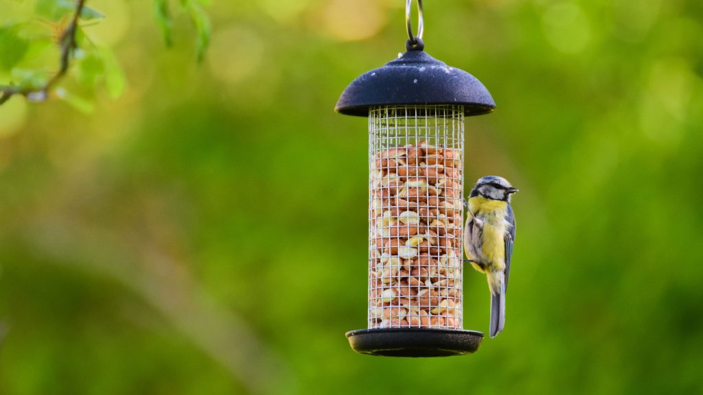 Votre jardin d’été a besoin d’un autre type de mangeoire à oiseaux – elle garde les graines au sec, les oiseaux en meilleure santé et les rats à l’écart