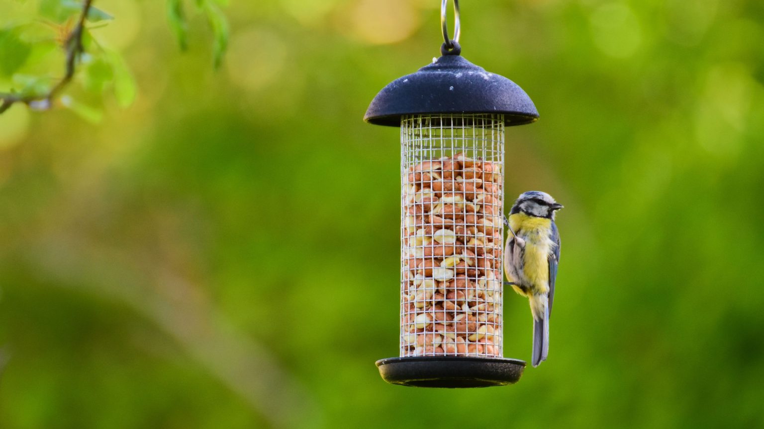 Votre jardin d’été a besoin d’un autre type de mangeoire à oiseaux – elle garde les graines au sec, les oiseaux en meilleure santé et les rats à l’écart