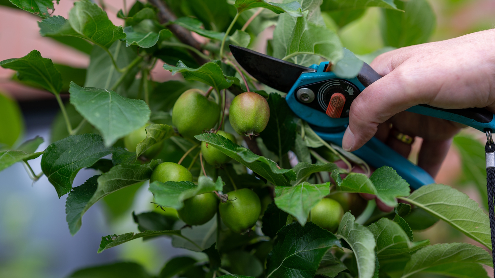 Un jardinier éclaircit les jeunes pommes avec un sécateur