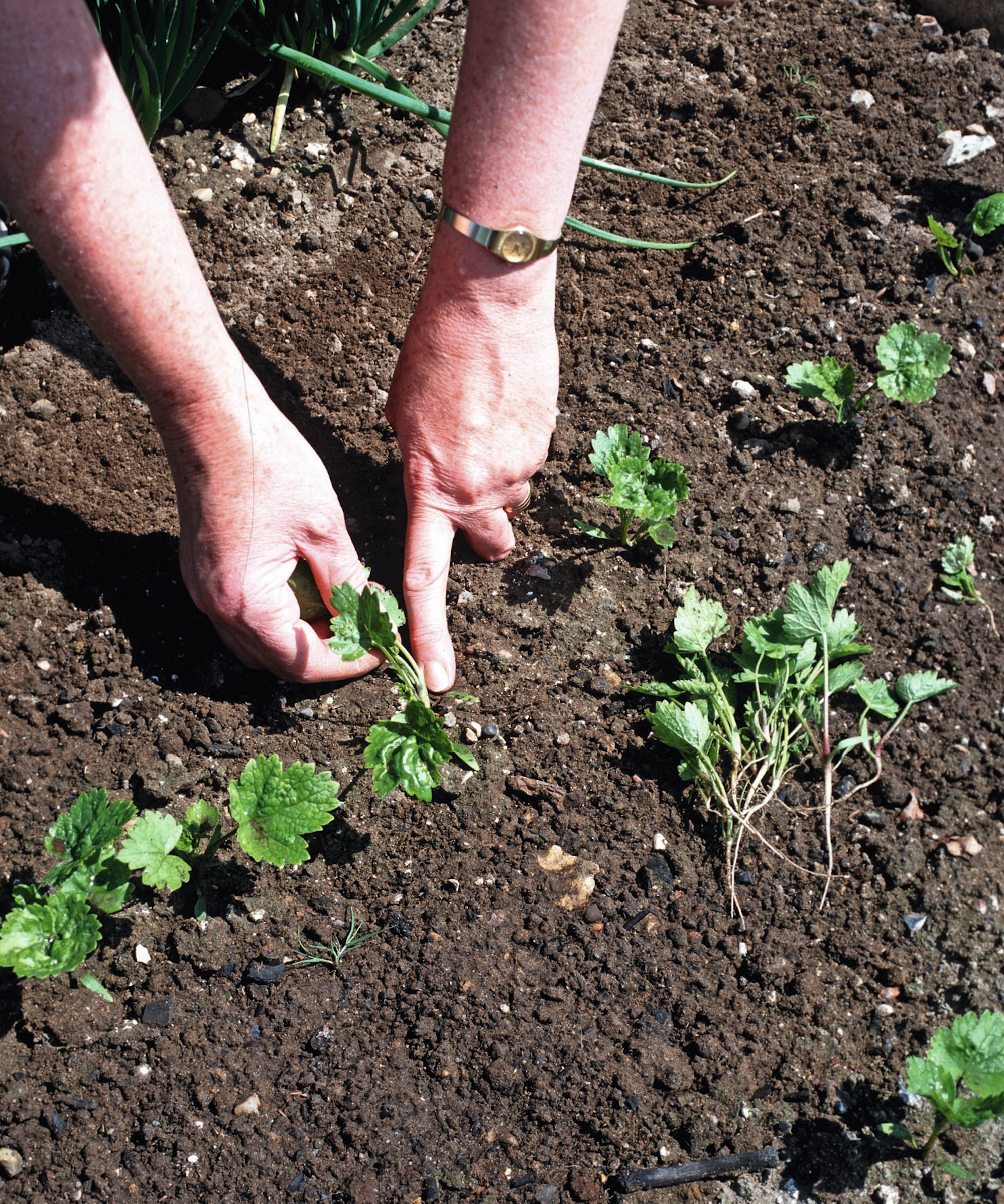 Un jardinier éclaircit les semis de panais en arrachant les plus petits à la main