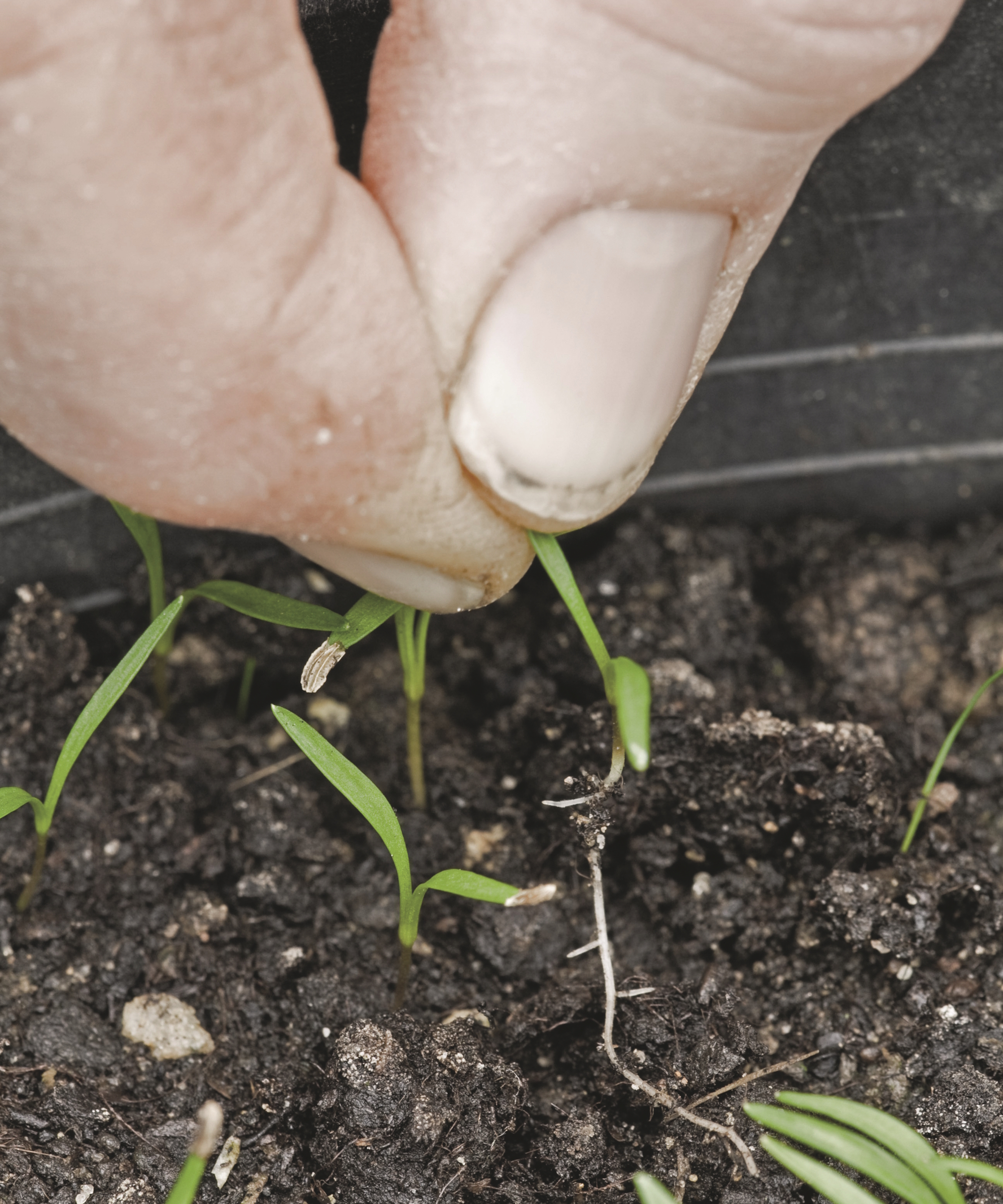 Un jardinier éclaircit les petits plants de légumes en les tirant avec les doigts
