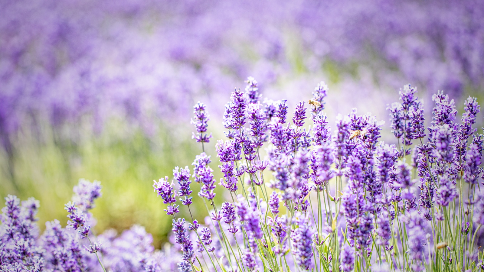 Lavande en fleurs avec des masses de fleurs lilas et de pollinisateurs