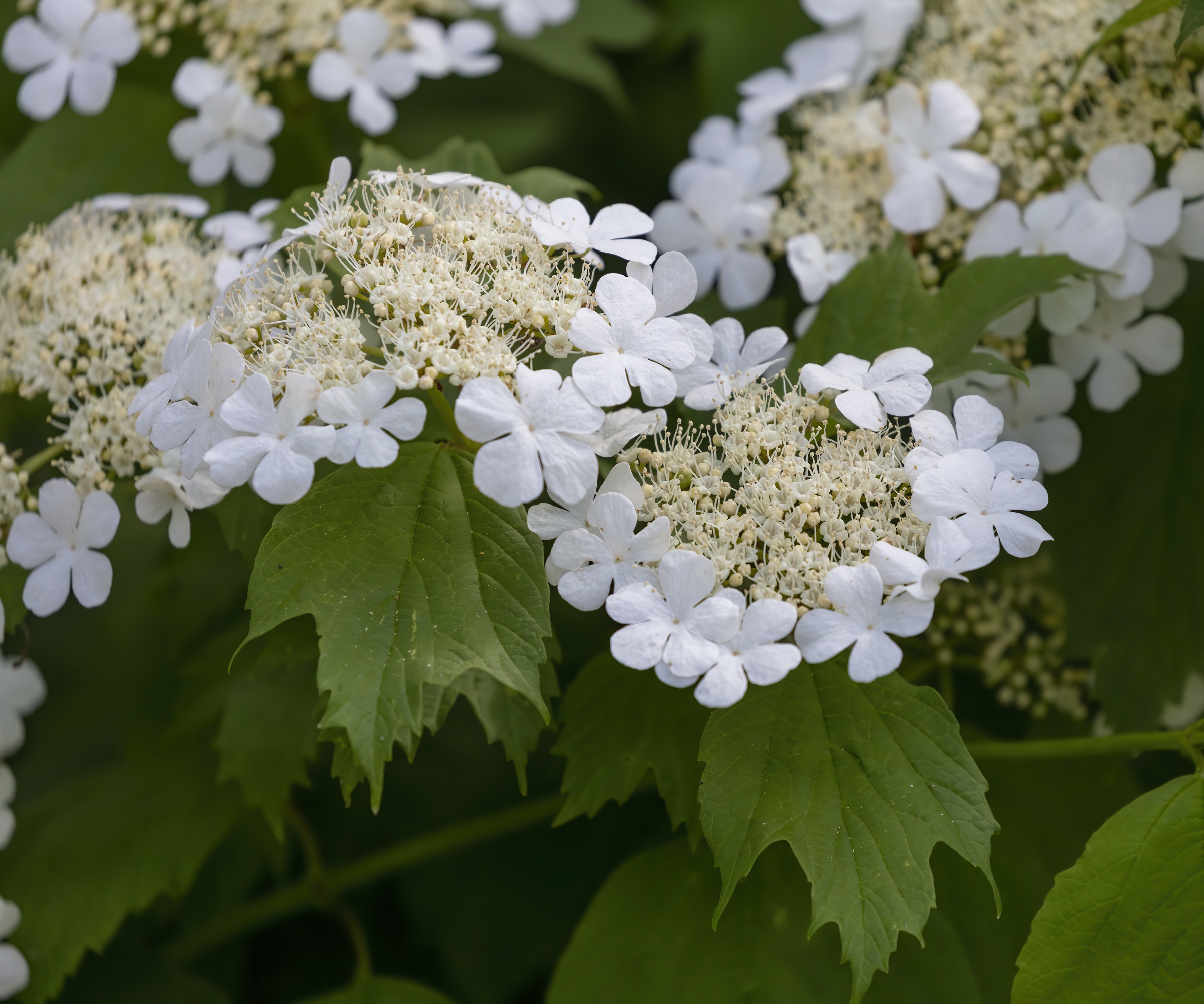 Hortensia Quericifolia ou Hortensia à feuilles de chêne
