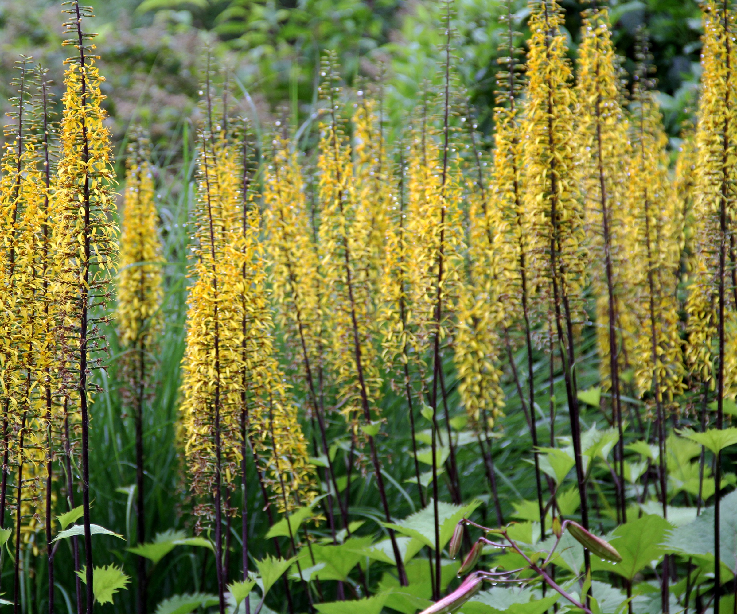 Ligularia stenocephala, La 'Rocket'