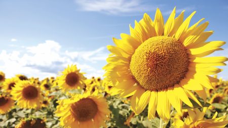 Faites ce travail de 2 minutes juste avant la floraison de vos tournesols – pour des fleurs plus grosses et plus durables