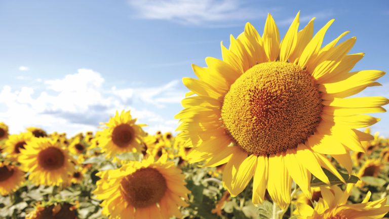 Faites ce travail de 2 minutes juste avant la floraison de vos tournesols – pour des fleurs plus grosses et plus durables Faites ce travail de 2 minutes juste avant la floraison de vos tournesols – pour des fleurs plus grosses et plus durables