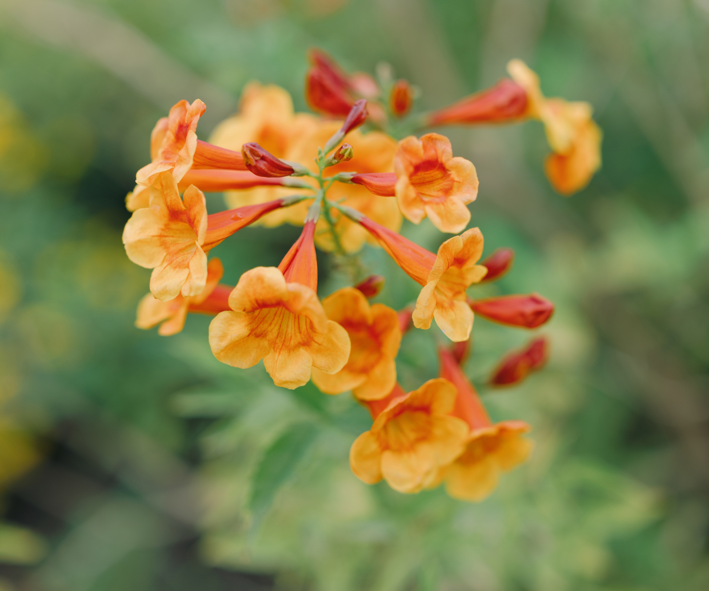 Fleur de trompette orange