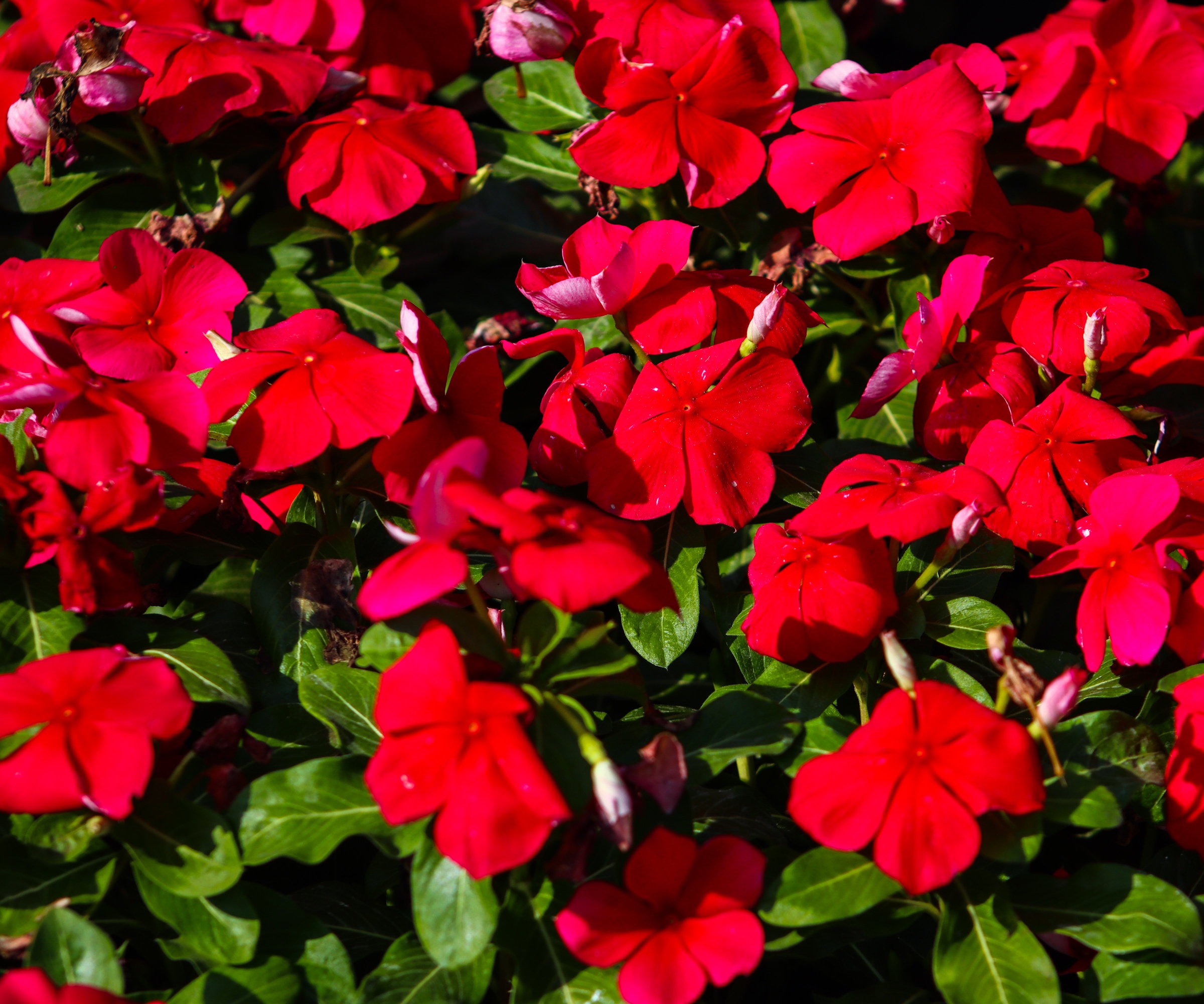 Fleurs de vinca rouge