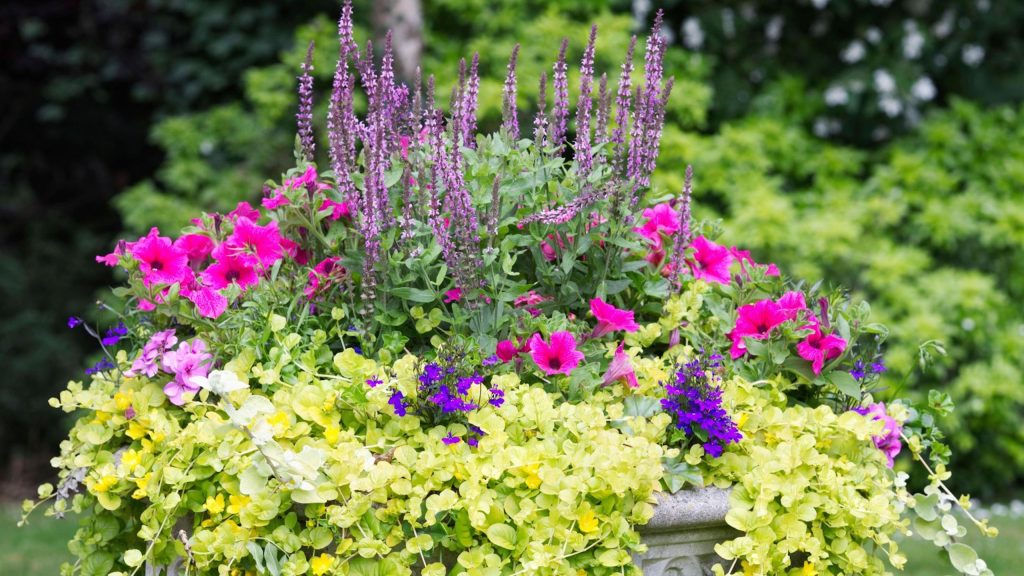 Les concepteurs de jardins plantent toujours en juillet – ils garderont vos pots colorés jusqu’à l’automne