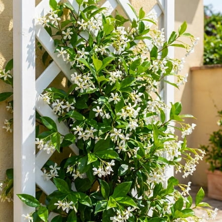 Star Jasmine Plant Live, 3 - 5 Inc Tall, Star Jasmine Live Plant, Floraison parfumée, Vigne grimpante à croissance rapide pour treillis, Jardin extérieur