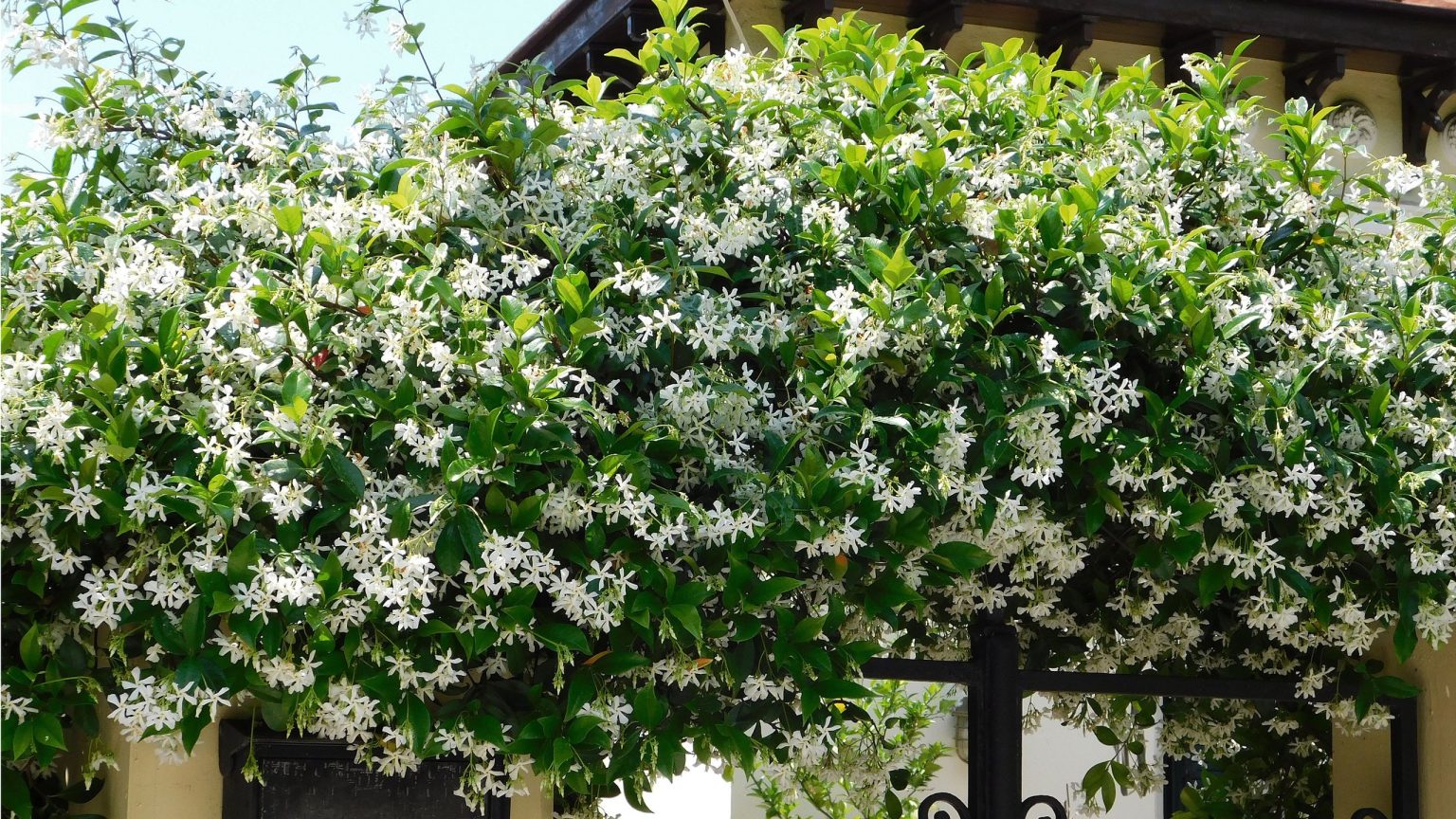 Si votre terrasse est trop chaude pour être utilisée en été, ces 7 plantes à croissance rapide le rafraîchiront avec une ombre naturelle C'est l'endroit exact pour cultiver du jasmin étoilé pour porter chance, selon le Feng Shui – pour inviter un été d'abondance
