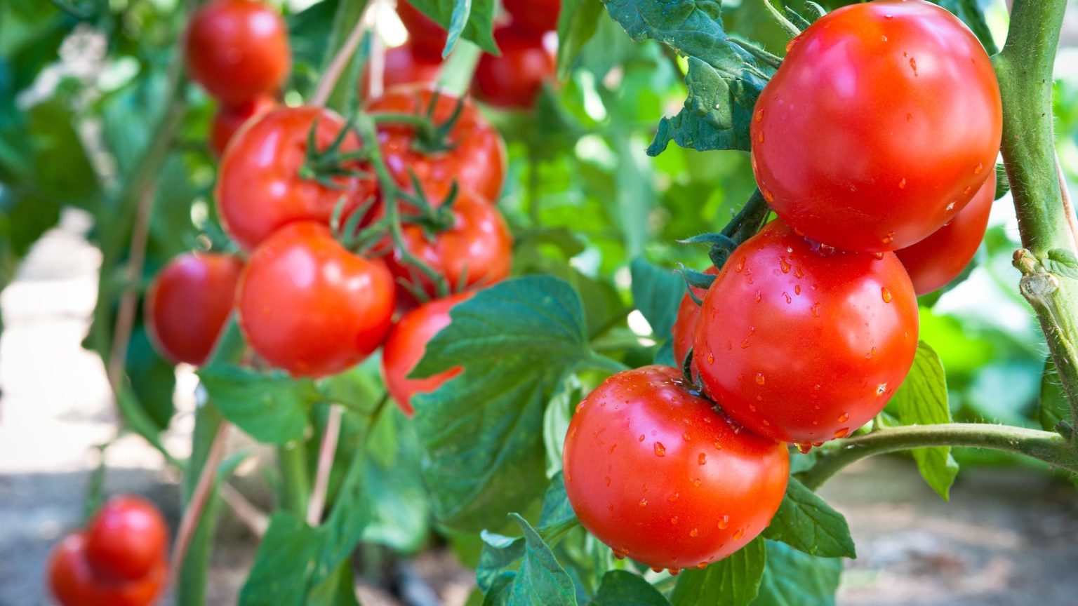 Si vos plants de tomates sont encore petits et ne fleurissent pas, cet aliment naturel les aidera à croître rapidement