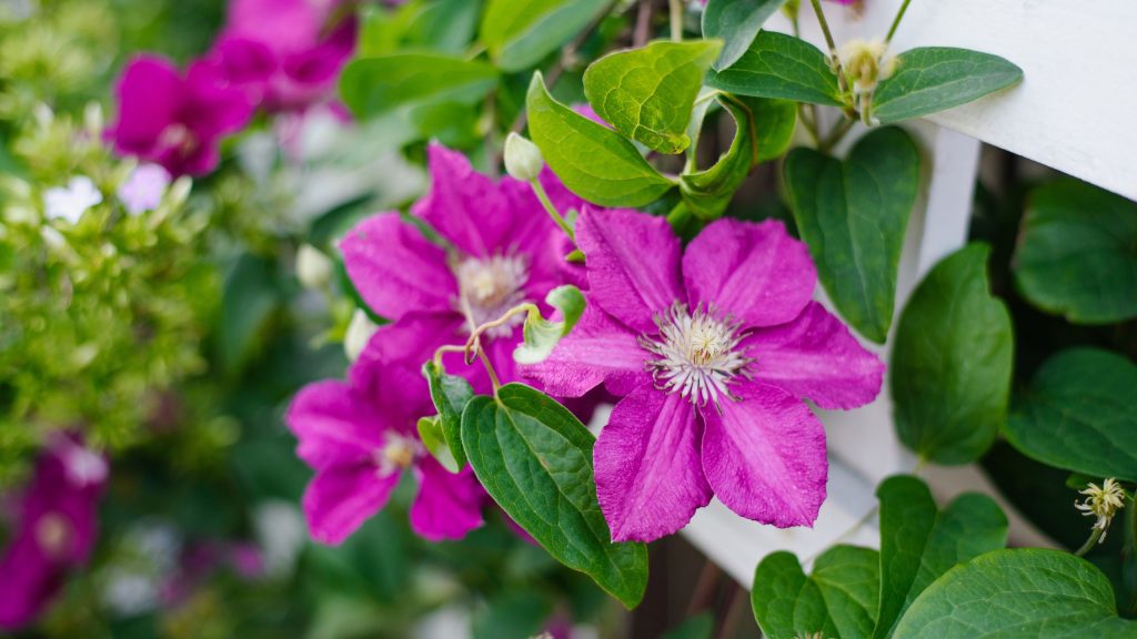 Ce dont votre clématite a besoin en juillet pour survivre à une chaleur extrême et produire plus de fleurs plus tard cet été