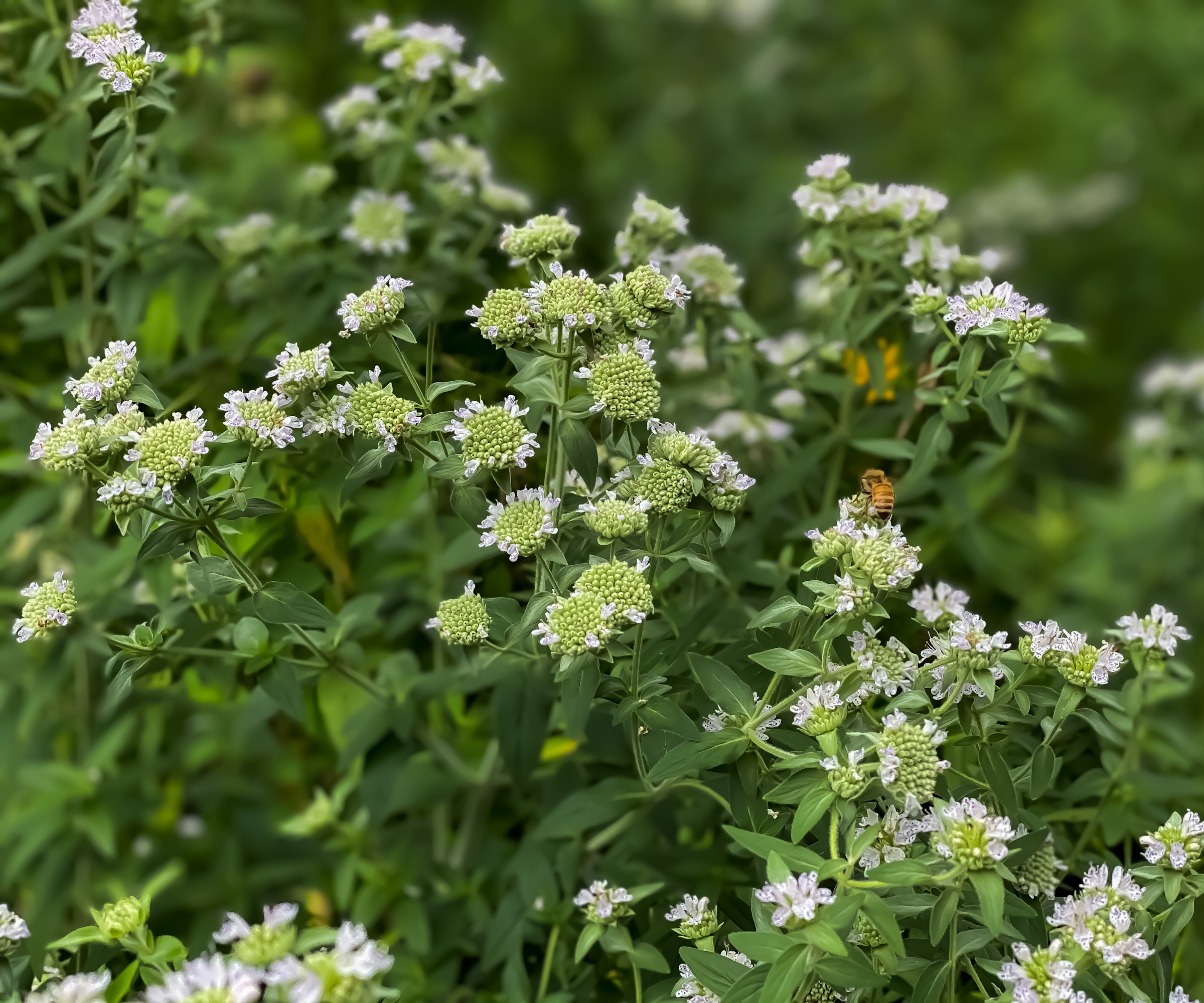 Menthe des montagnes