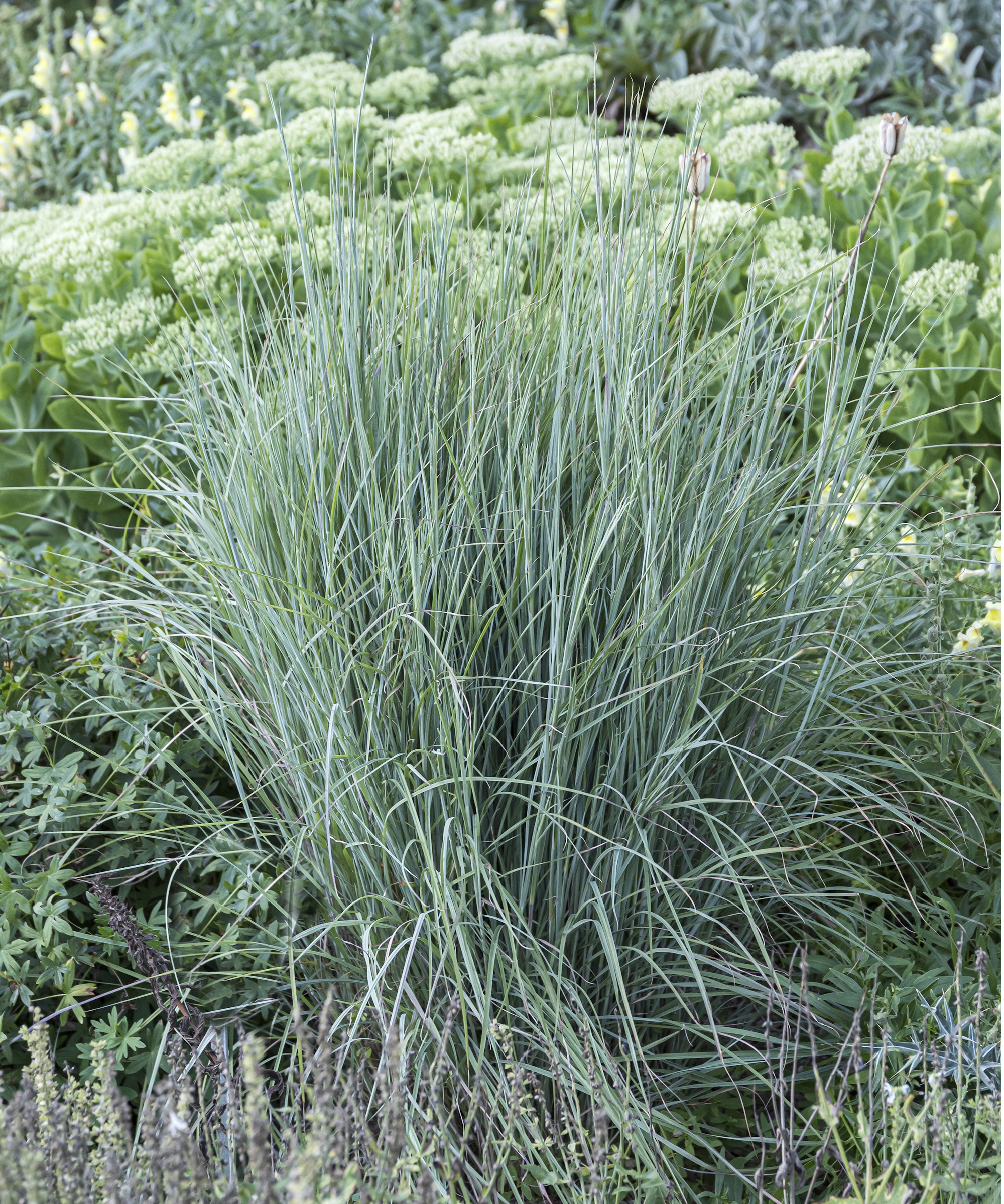 Petite plante de barbon