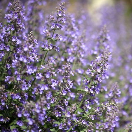 Plantes Catmint Nepeta, 2 plantes vivaces vivantes en 4 en pots, sans OGM