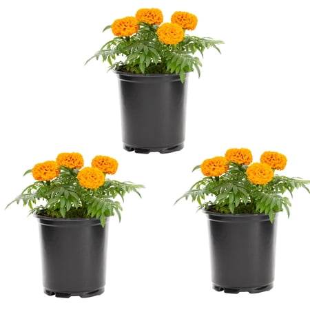 Expert Gardener Lot de 3 plantes annuelles vivantes de souci orange de 2,5 pintes